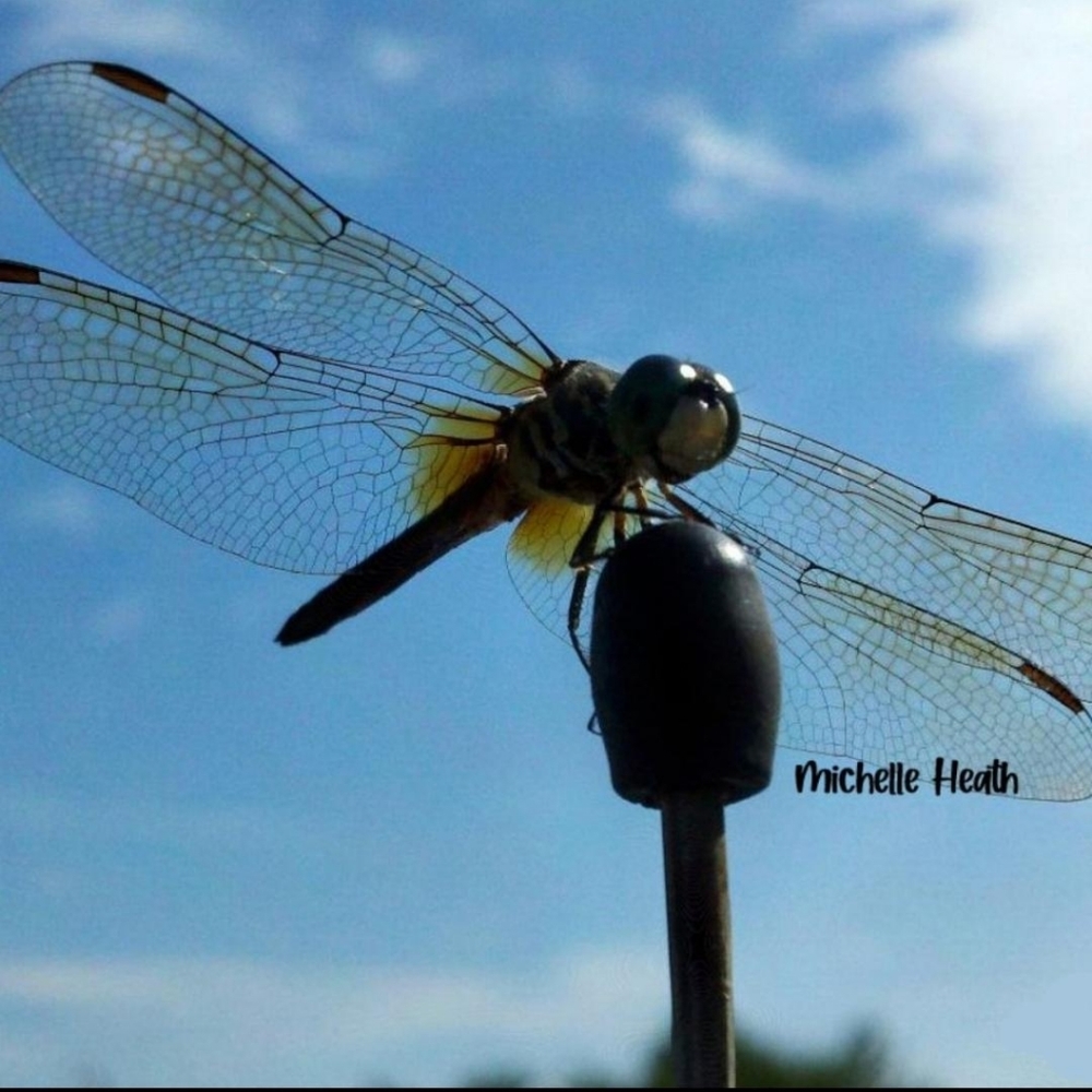 Meet your Posher, Michelle